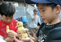 Phiên "chợ quê" Hà Nội - 2 Phiên "chợ quê" Hà Nội - 2