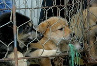 Phiên "chợ quê" Hà Nội - 5 Phiên "chợ quê" Hà Nội - 5