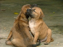 Chó Phú Quốc lên bờ - 1