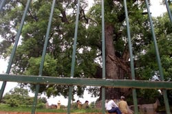 “Bốc thuốc” cho cây Dã hương nghìn tuổi - 1