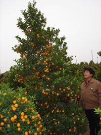 Thị trường đào, quất chuyển động - 1 Thị trường đào, quất chuyển động - 1