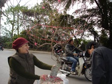 Dịch vụ cho thuê đào cây hút khách - 1