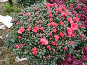 Hoa Trung Quốc "tấn công" Nghi Tàm - 2