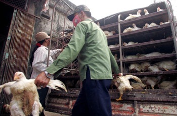 Hà Vỹ: Điếc không sợ súng! - 1