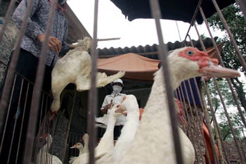 Hà Vỹ: Điếc không sợ súng! - 4