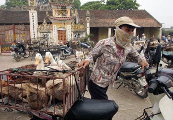 Hà Vỹ: Điếc không sợ súng! - 6