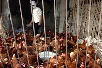 Hà Vỹ: Điếc không sợ súng! - 7