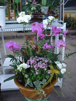 Hoa Việt tụt hậu, hoa Trung Quốc lên ngôi - 1