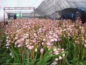 Hoa Việt tụt hậu, hoa Trung Quốc lên ngôi - 2