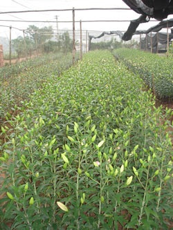 Hoa Việt tụt hậu, hoa Trung Quốc lên ngôi - 3