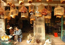 Lạnh lẽo các khu chợ buôn bán gia cầm - 1