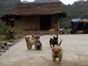 Làng nghèo độc nhất vô nhị ở Việt Nam - 1 Làng nghèo độc nhất vô nhị ở Việt Nam - 1