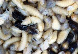 Nghề “ăn” ong vò vẽ - 3