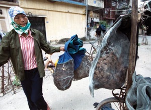 Nghề “ăn” ong vò vẽ - 2