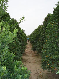 Làng hoa Tết sau những ngày…“dâng hiến”! - 1