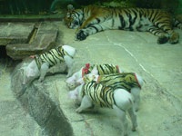 250 USD và 5 ngày trên đất Thái Lan - 5