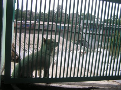 TPHCM: 11 căn nhà sụp xuống sông trong 2 phút - 3