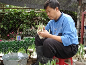 Hoa Trung Quốc "tấn công" Nghi Tàm - 1