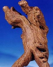 Xung quanh vụ “trúng 100kg kỳ nam” ở Quảng Nam: Sự thật đến đâu? - 1