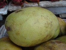 Đường đi của "xoài lạ" - 1