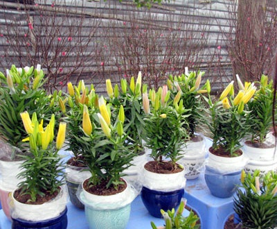 “Mốt” chơi đào Lào trên đất Nghệ - 5 “Mốt” chơi đào Lào trên đất Nghệ - 5