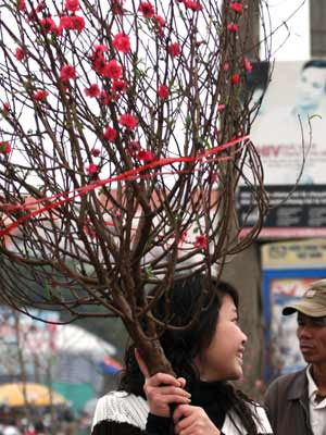 Đào Hà Nội rực hồng nơi Đất Mũi - 1 Đào Hà Nội rực hồng nơi Đất Mũi - 1