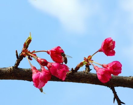 Rực rỡ hoa anh đào Nhật Bản ở Sa Pa - 4