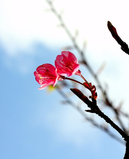 Rực rỡ hoa anh đào Nhật Bản ở Sa Pa - 5