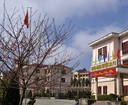 Rực rỡ hoa anh đào Nhật Bản ở Sa Pa - 1