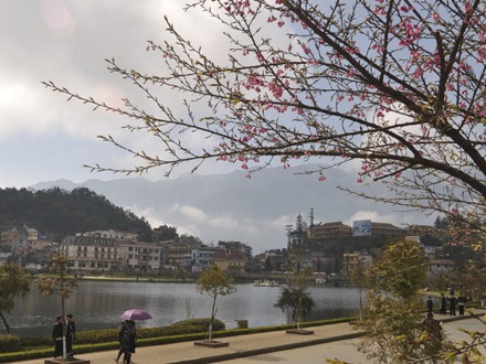 Rực rỡ hoa anh đào Nhật Bản ở Sa Pa - 2