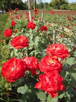 Làng hoa điêu đứng vì... trời “trở chứng” ! - 1