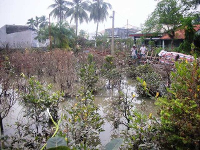 Trắng tay, bại sản vì triều cường - 5 Trắng tay, bại sản vì triều cường - 5