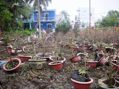 Trắng tay, bại sản vì triều cường - 1 Trắng tay, bại sản vì triều cường - 1