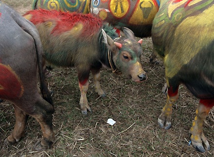 Vua đi cày trong lễ hội tịch điền Đọi Sơn - 12