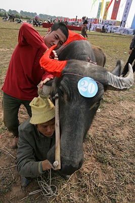 “Tranh trâu” Đọi Sơn: Độc nhất vô nhị! - 8 “Tranh trâu” Đọi Sơn: Độc nhất vô nhị! - 8