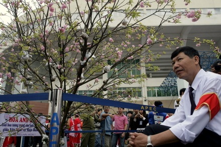 Chiêm ngưỡng hoa anh đào thật giữa Hà Nội - 6