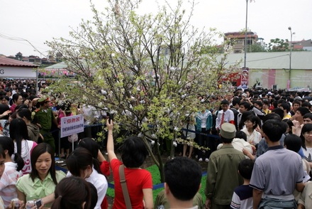 Chiêm ngưỡng hoa anh đào thật giữa Hà Nội - 13