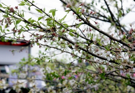 Chiêm ngưỡng hoa anh đào thật giữa Hà Nội - 12