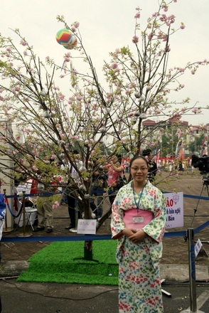 Chiêm ngưỡng hoa anh đào thật giữa Hà Nội - 5