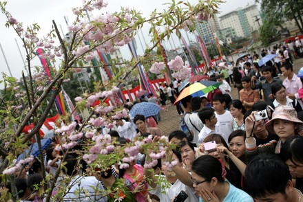 Chiêm ngưỡng hoa anh đào thật giữa Hà Nội - 7