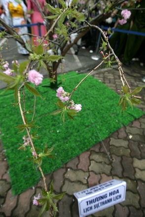 Chiêm ngưỡng hoa anh đào thật giữa Hà Nội - 8