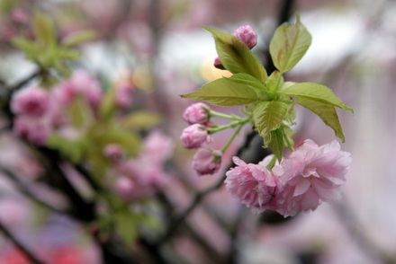 Chiêm ngưỡng hoa anh đào thật giữa Hà Nội - 4