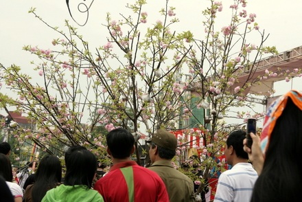 Chiêm ngưỡng hoa anh đào thật giữa Hà Nội - 17