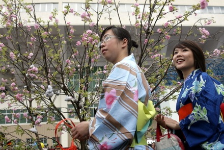 Chiêm ngưỡng hoa anh đào thật giữa Hà Nội - 14