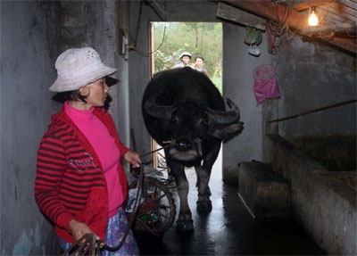 Bắt 3 “ngưu tặc” đang dắt trâu trộm đi bán - 1