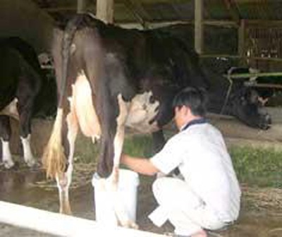 Vinamilk thu mua hết sữa bò tươi của nông dân  - 1 Vinamilk thu mua hết sữa bò tươi của nông dân  - 1