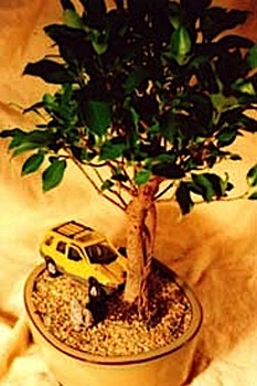 Xe hơi với nghệ thuật bonsai - 2