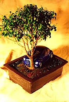 Xe hơi với nghệ thuật bonsai - 10