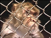 Nga sẽ đem khỉ lên sao Hoả  - 1