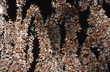 Chiêm ngưỡng 8 kỳ quan thiên nhiên thế giới mới - 3 Chiêm ngưỡng 8 kỳ quan thiên nhiên thế giới mới - 3